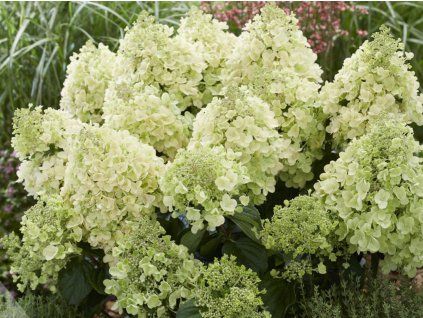 Hortenzie latnatá 'Bee Happy®'  Hydrangea paniculata'Bee Happy®'