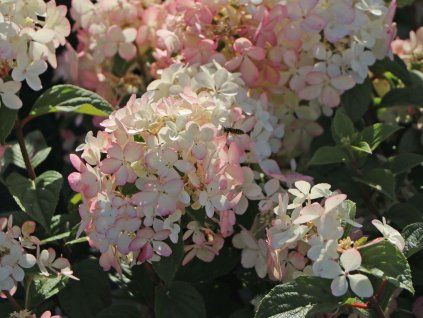 Hortenzie latnatá 'Petite Star'  Hydrangea paniculata 'Petite Star'