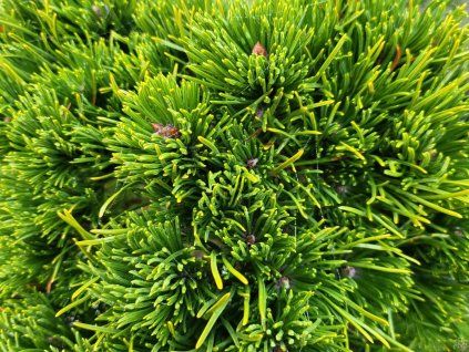 pinus mugo (2)