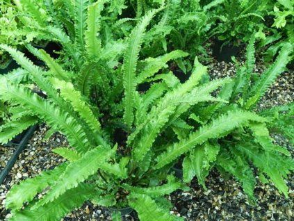 angustifolia