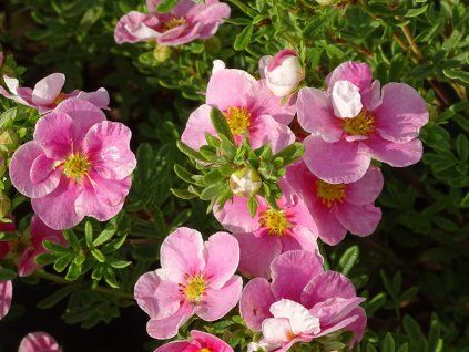 Mochna křovitá 'Bella Rosa'  Potentilla fruticosa 'Bella Rosa'