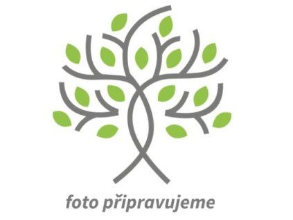 Višeň 'Tripolis'  Prunus cerasus 'Tripolis'