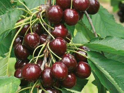 Višeň 'Vodenon'  Prunus cerasus 'Vodenon'