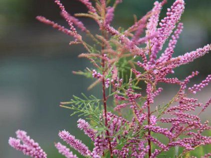 pink cascade2