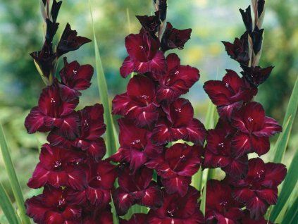 Mečík 'Black Star'  Gladiolus 'Black Star'