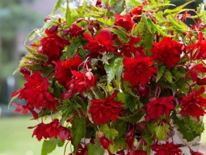 Begonie 'Pendula Red'  Begonia 'Pendula Red'