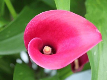 Kala 'Vermont'  Calla 'Vermont'