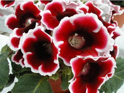 Gloxínie 'Kaiser Friedrich'  Gloxinia 'Kaiser Friedrich'