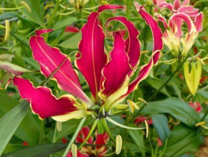 Glorióza Rothschildiana  Gloriosa rothschildiana