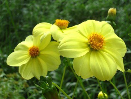 yellow sneeze