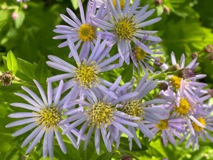 Hvězdnice 'Asran' - Aster ageratoides 'Asran'  Aster ageratoides 'Asran'