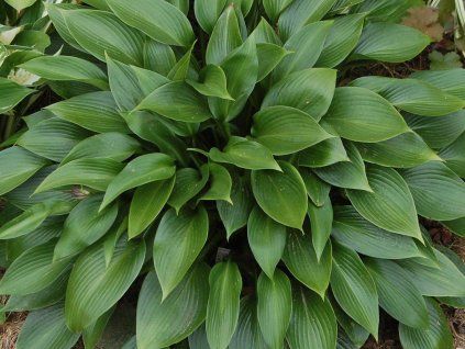 Bohy�ka �Devon Green�