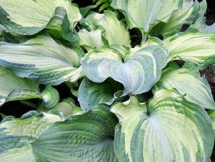 Bohyška 'Guardian Angel' - Hosta 'Guardian Angel'  Hosta 'Guardian Angel'