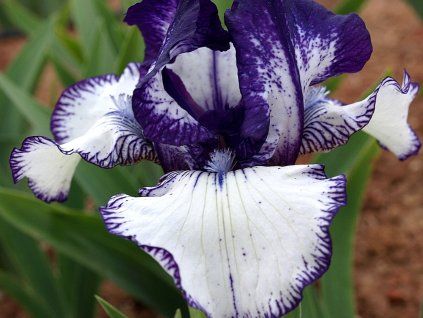 Kosatec německý 'Rare Edition' - Iris germanica 'Rare Edition'  Iris germanica 'Rare Edition'