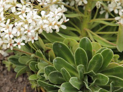 cotyledon