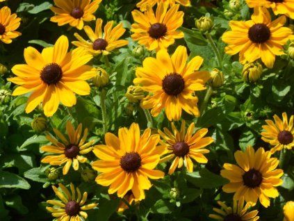 yellow 4