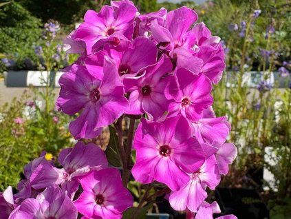 Plaménka latnatá 'Early Purple Eye' - Phlox paniculata 'Early Purple Eye'  Phlox paniculata 'Early Purple Eye'
