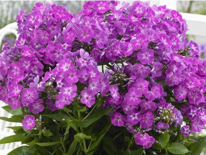 f purple