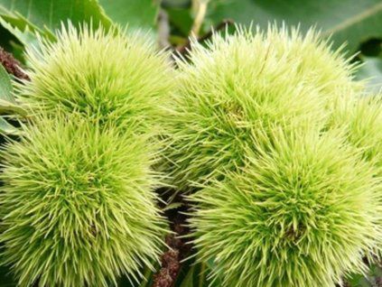 Kaštan jedlý 'De Parede' (s mykorhizou)  Castanea sativa 'De Parede'