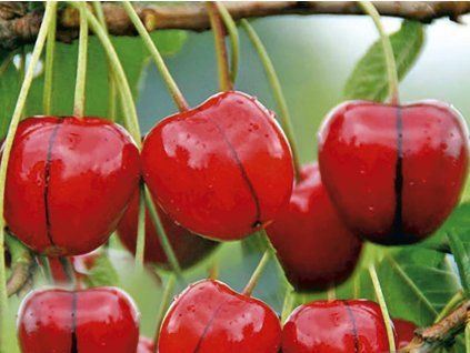 Třešeň 'Natalie'  Prunus avium 'Natalie'