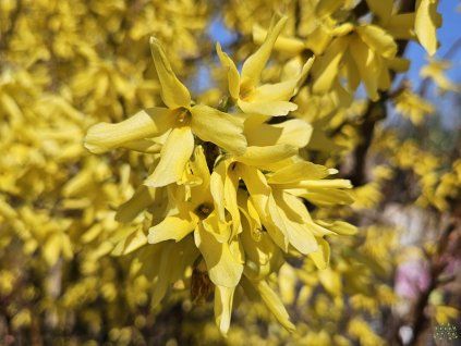 Zlatice prostřední  Forsythia x intermedia