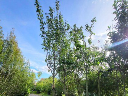 112242 3 svestka walheim
