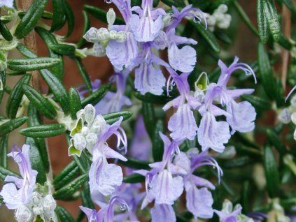Rozmarýn lékařský 'Blue Cascade'PBR - Rosmarinus officinalis 'Blue Cascade' PBR  Rosmarinus officinalis 'Blue Cascade' PBR