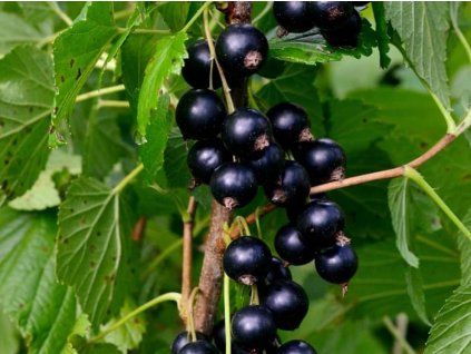 blackbells