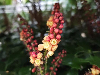 Mahonia Cabaret (1)
