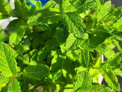 113831 mata mojito