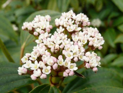 davidii