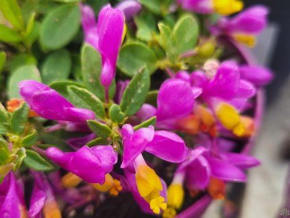 114059 1 vitod purple passion