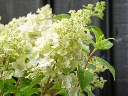 panflora2