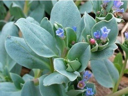 maritima