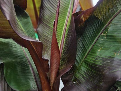 Banánovník habešský 'Maurelii'  Ensete ventricosum 'Maurelii'