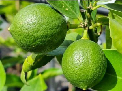 Perská limetka 'Tahiti'  Citrus x latifolia