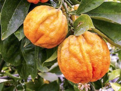 corrugata