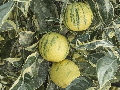 Pomerančovník 'Arancio Variegata'  Citrus sinensis 'Arancio Variegato'
