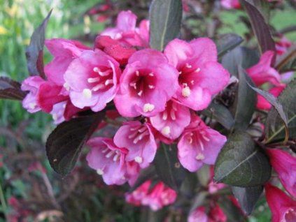 purpureis