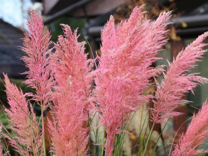 Cortaderia selloana Pink Feather Blueten