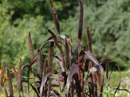 pennisetum glaucum purple baron 4