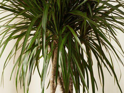 dracaena