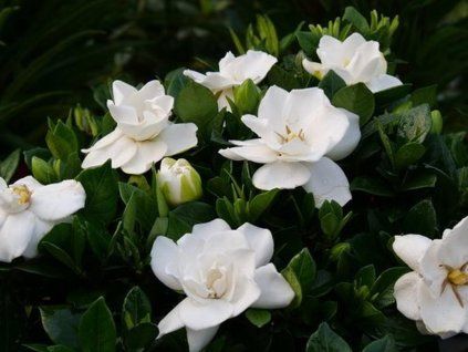 gardenia