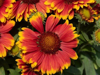 Kokarda osinatá 'Guapa Tango Bicolour' - Gaillardia aristata 'Guapa Tango Bicolour'  Gaillardia aristata 'Guapa Tango Bicolour'
