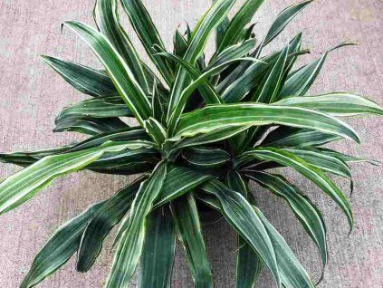 fragrans drac