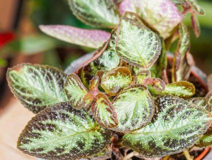 episcia