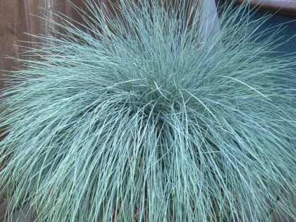 Kostřava sivá 'Intense Blue' - Festuca glauca 'Intense Blue'  Festuca glauca 'Intense Blue'