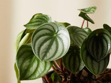 peperomia