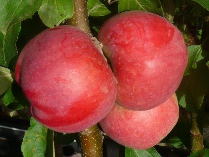 Jabloň sloupovitá 'Baiba' - kontejner  Malus domestica 'Baiba'