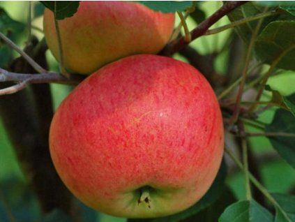 Jabloň 'Discovery' - kontejner  Malus domestica 'Discovery'